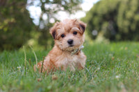 Morkie