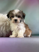 Tucker Male Morkie $1150