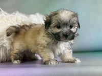 Teddy Male Morkie $1150