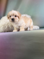 Toby Male Morkie $1150