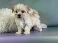 Tootsie Female Morkie $1150