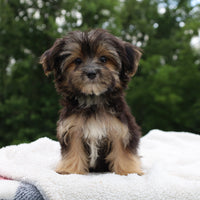Morkie