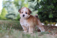 Morkie