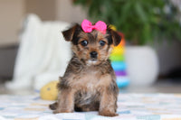 Morkie
