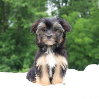 Morkie