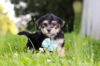 Morkie