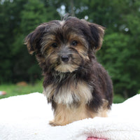 Morkie
