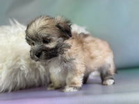 Teddy Male Morkie $1150
