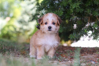 Morkie