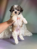 Tucker Male Morkie $1150