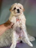 Tootsie Female Morkie $1150