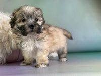 Teddy Male Morkie $1150