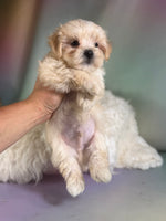 Toby Male Morkie $1150