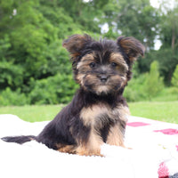Morkie