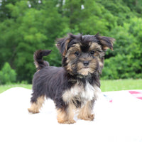 Morkie