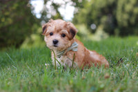 Morkie