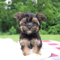 Morkie