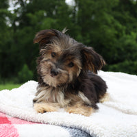 Morkie