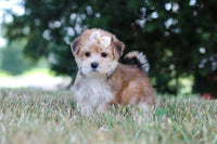 Morkie