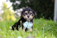 Morkie