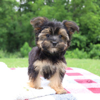 Morkie