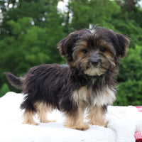 Morkie