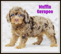 Cavapoo