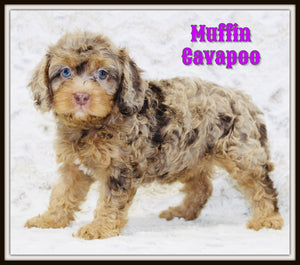 Cavapoo