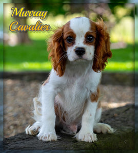 Cavalier