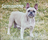 Dimitri Male AKC French Bulldog $1250