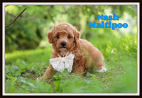 Nash Male Maltipoo $1600