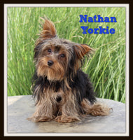 Nathan Male Yorkshire Terrier $499