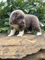 Newfoundland