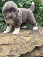 Newfoundland