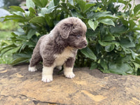 Newfoundland