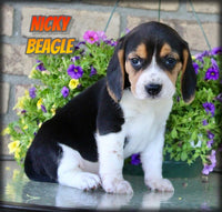 Nicky Male Beagle $495