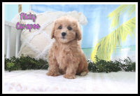 Nicky Female Cavapoo $850