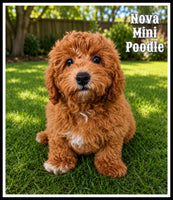 Mini Poodle