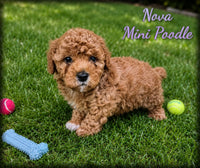 Nova Female Mini Poodle $850