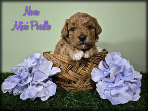 Mini Poodle