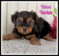 Nova Female AKC Yorkshire Terrier $1250