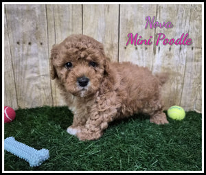 Mini Poodle