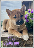 Shiba Inu