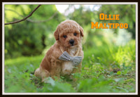 Ollie Male Maltipoo $1600