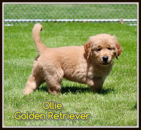Ollie Male AKC Golden Retriever $2300
