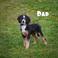 Max Male Bernedoodle $1250