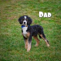 Duke Male Bernedoodle $1250