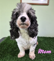 Cooper Male Mini Poodle $750