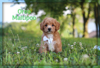 Oreo Male Maltipoo $1600