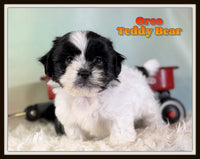 Oreo Male Teddy Bear $875